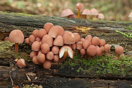 Mycena renati